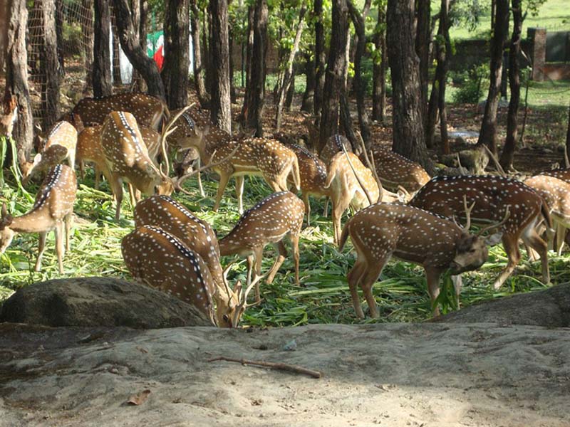 Malsi Deer Park