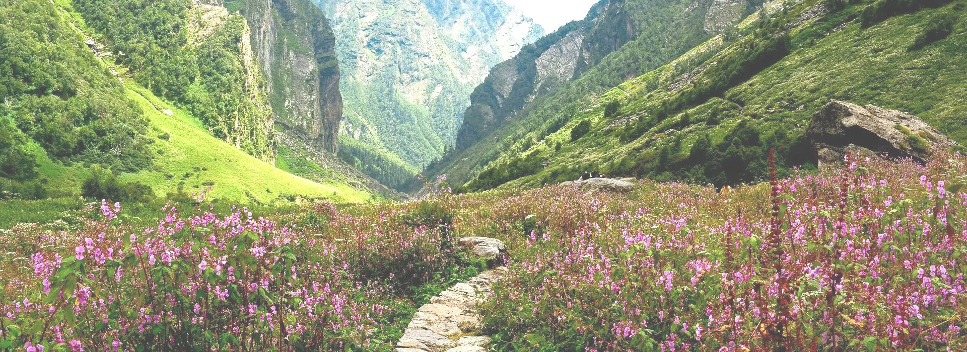 Valley of Flowers
