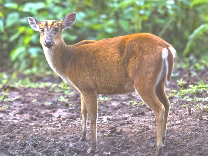 Govind Wildlife Sanctuary
