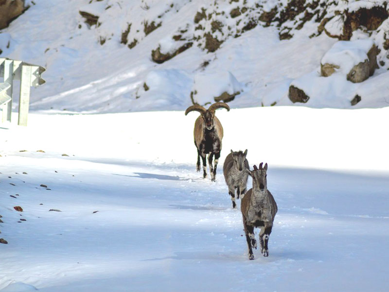 Nanda Devi National Park